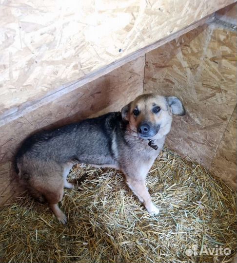 Лакки предали люди