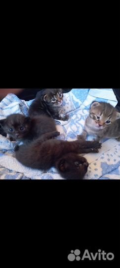 Британские котята
