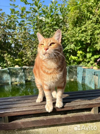 Кошечка курильского бобтейла