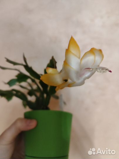 Шлюмбергеры сортовые