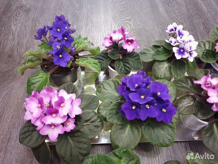 Фиалка первое цветение розовая белая фиолетовая