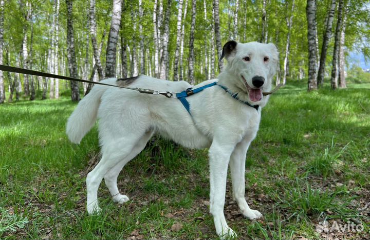 Кокос в поисках дома