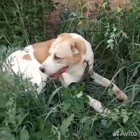 Адам ищет дом