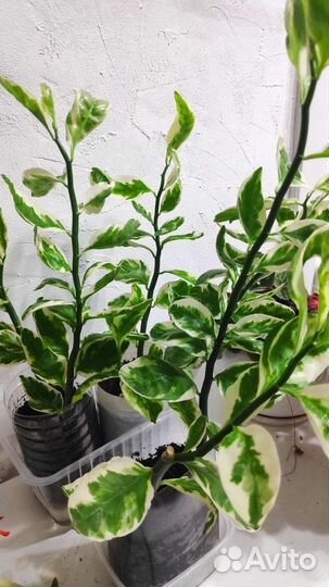 Педилантус вариегатный