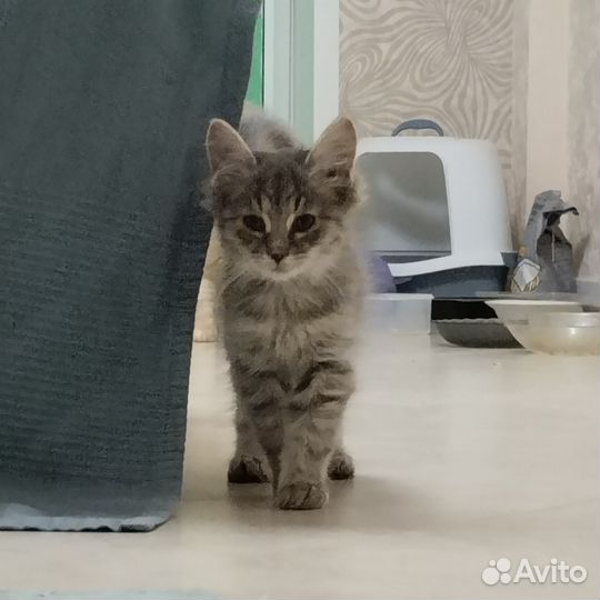 Котенок