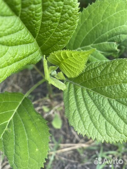 Гортензия древовидная Анабель