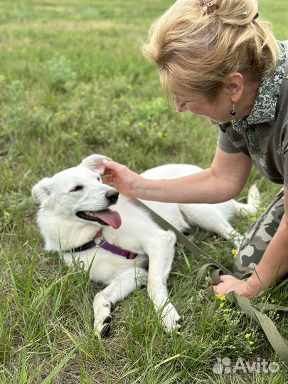 Миниатюрной собачке трудно выживать в приюте