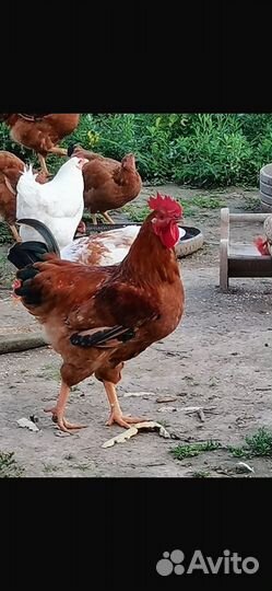Молодые петухи