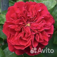 Роза Эл ди Брэйтуэйт