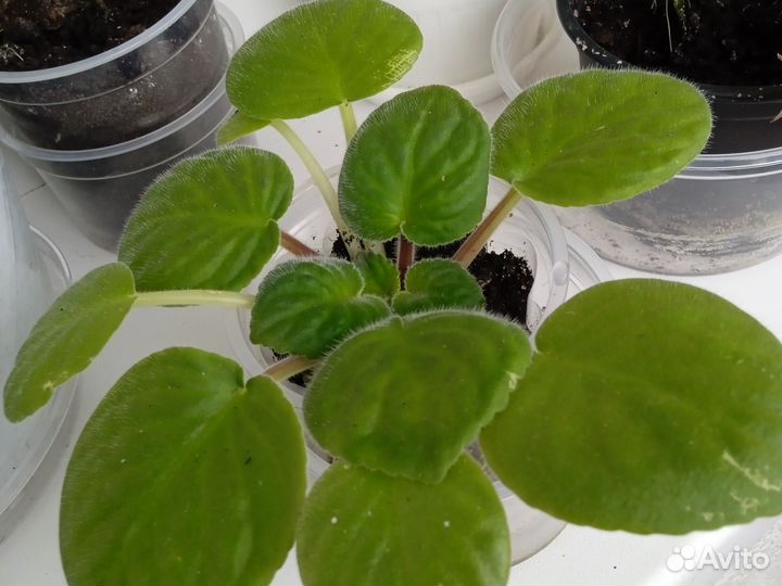 Герань пеларгония, фиалки