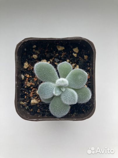 Суккуленты