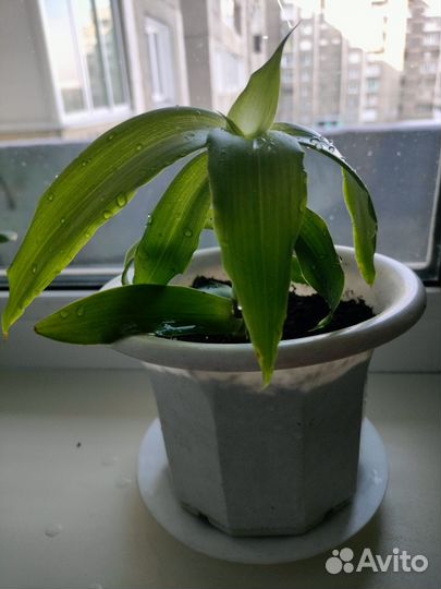 Лечебный золотой ус