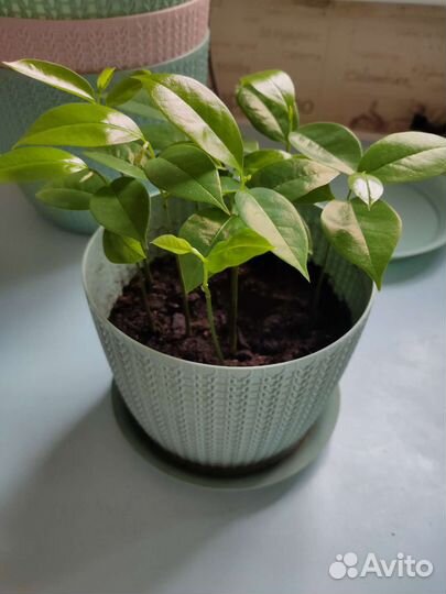 Гуанабана (сметанное яблоко, анона) саженец