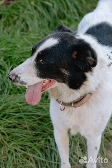 Собака Марта