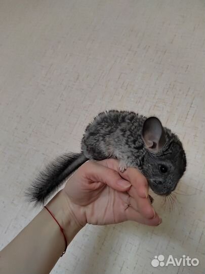 Бронь Замечательная шиншилла