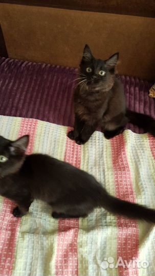 Малыши-крутыши