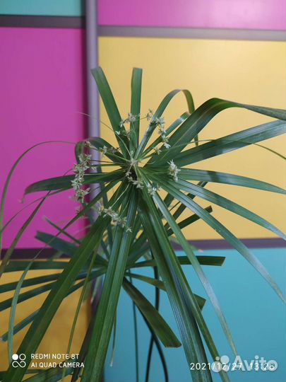 Циперус или Болотная пальма