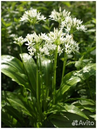 Черемша, лук медвежий (саженцы)