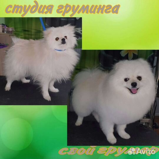 Зоосалон груминга. Стрижка собак и кошек