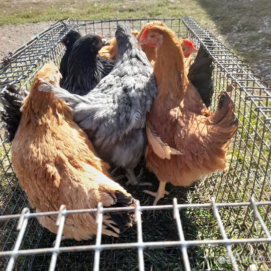 Птица, петушки