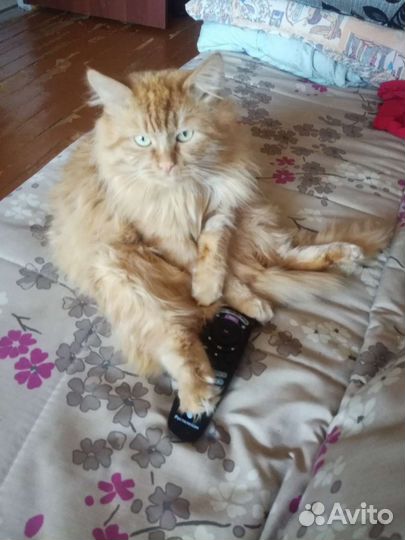 Кот, помесь с мейн- кун бесплатно