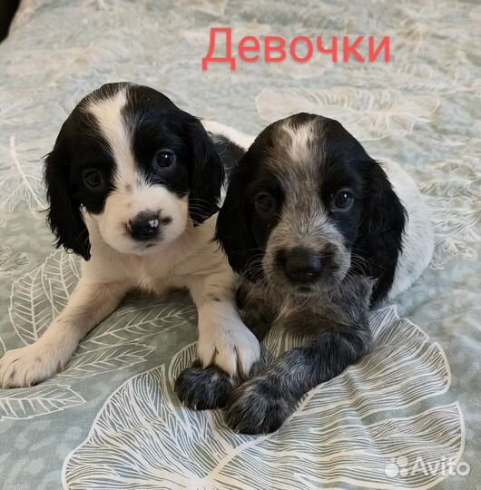 Русский охотничий спаниель