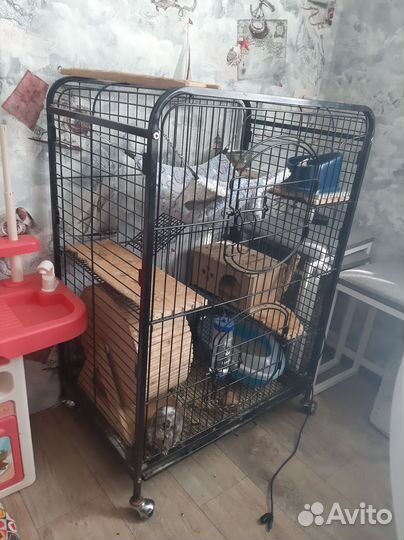 Дегу с клеткой