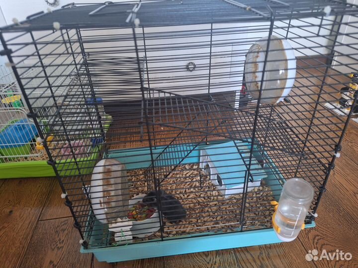 Отдам хомяков