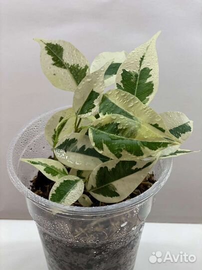 Фикус Де Гантель, белый красавец