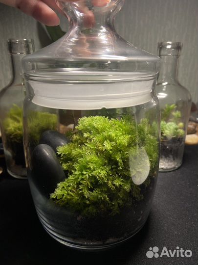 Закрытый флорариум(замкнутая экосистема)