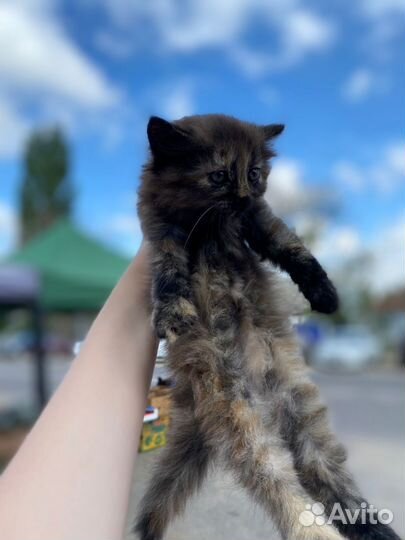 Красивая нежная девочка в добрые руки