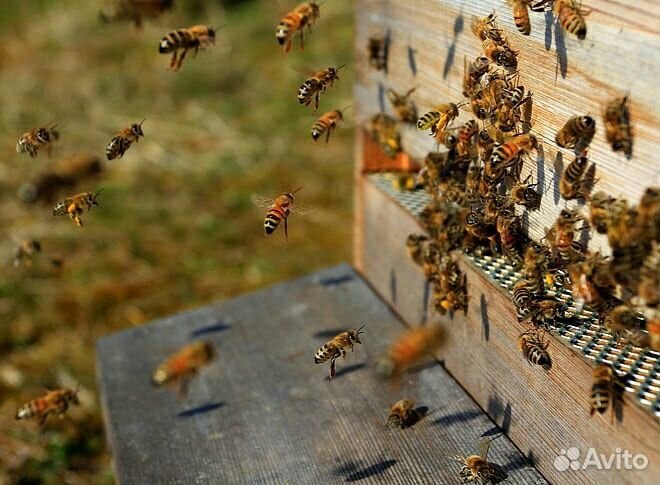 Пчелы и улья