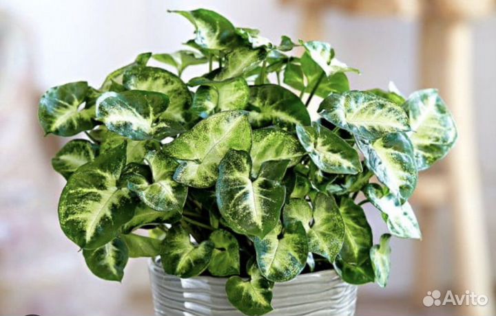 Сингониум пикси