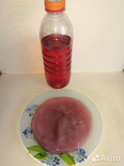 Чайный гриб комбуча