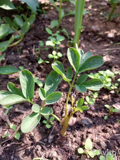 Растения для сада