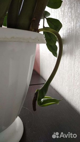 Замиокулькас