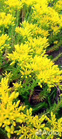 Почвопокровные растения