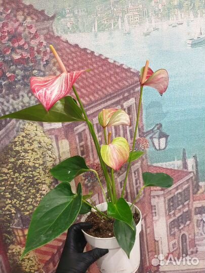 Антуриум ливиум