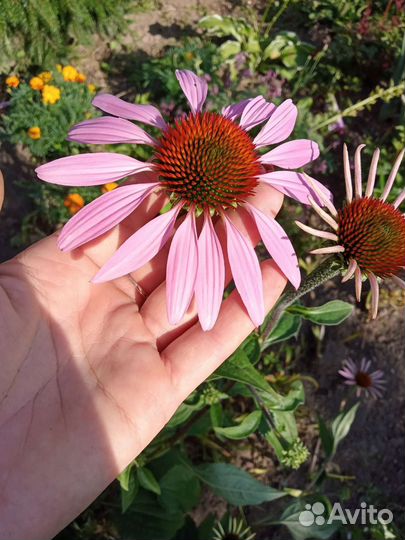 Хризантема