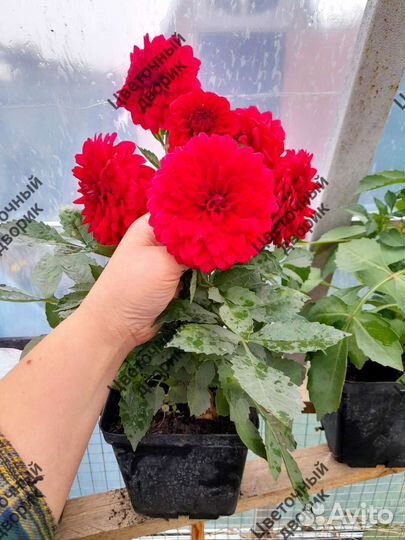 Георгины Патио вегетативные