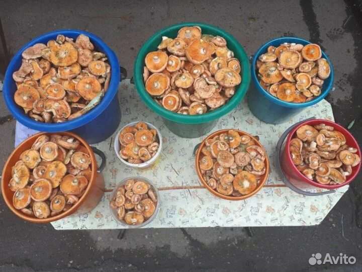 Грибы рыжики свежие