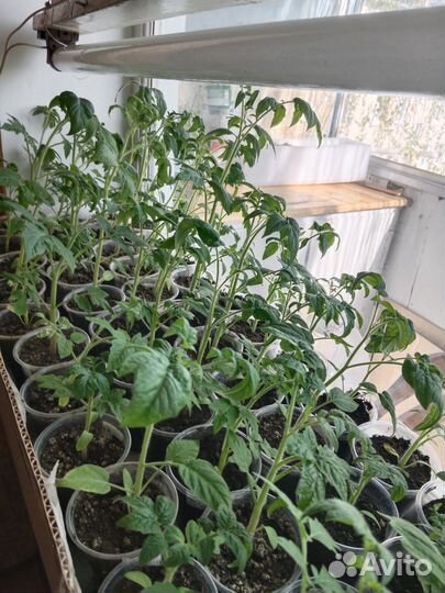 Рассада помидор томатов