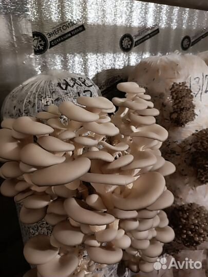 Грибные блоки вешенки