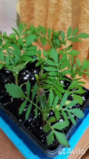 Рассада бархатцы