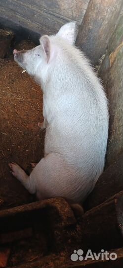 Хряк на племя