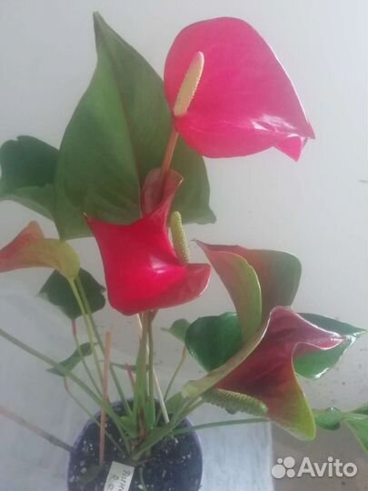 Антуриум Динамит Red