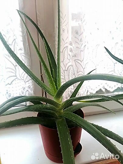 Алоэ вера столетник