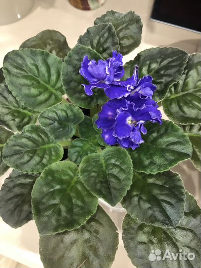 Цветущие фиалки