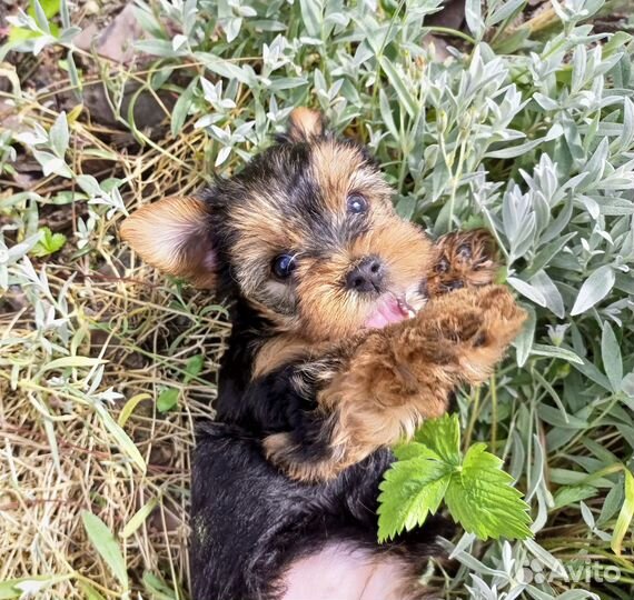 Девочки Йорка