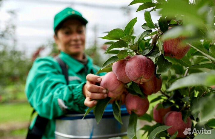 Разнорабочий по сборке яблок в саду с проживанием